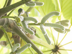 Conirostrum speciosum