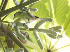 Conirostrum speciosum