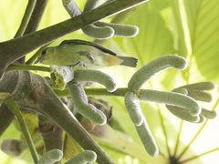 Conirostrum speciosum