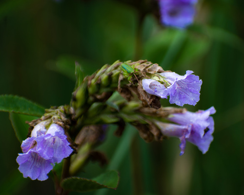 Strobilanthes