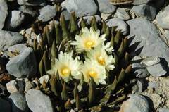 Ariocarpus trigonus
