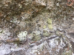 Ramalina petrina