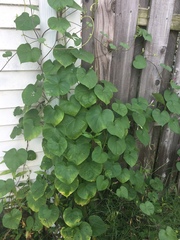 Ipomoea purpurea