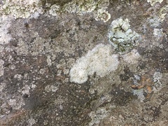 Lecanora pseudistera