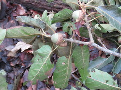Quercus acutifolia