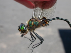 Somatochlora franklini