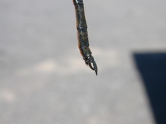 Somatochlora franklini