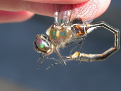 Somatochlora franklini