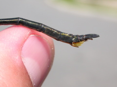 Somatochlora franklini