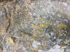 Candelariella xanthostigma