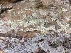 Rhizoplaca subdiscrepans