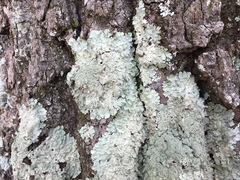 Punctelia missouriensis