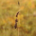 Scorched Alpine-Sedge - Photo no rights reserved, uploaded by Wouter Koch