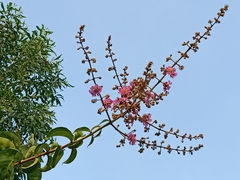 Lagerstroemia floribunda