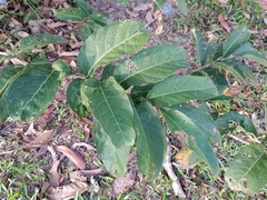Lagerstroemia floribunda
