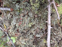 Cladonia incrassata
