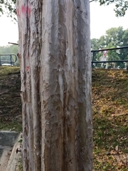 Lagerstroemia floribunda