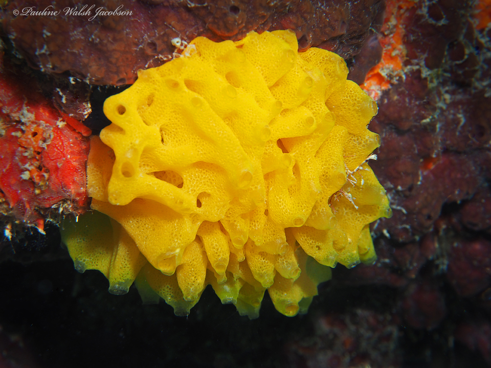 Clathrina lutea