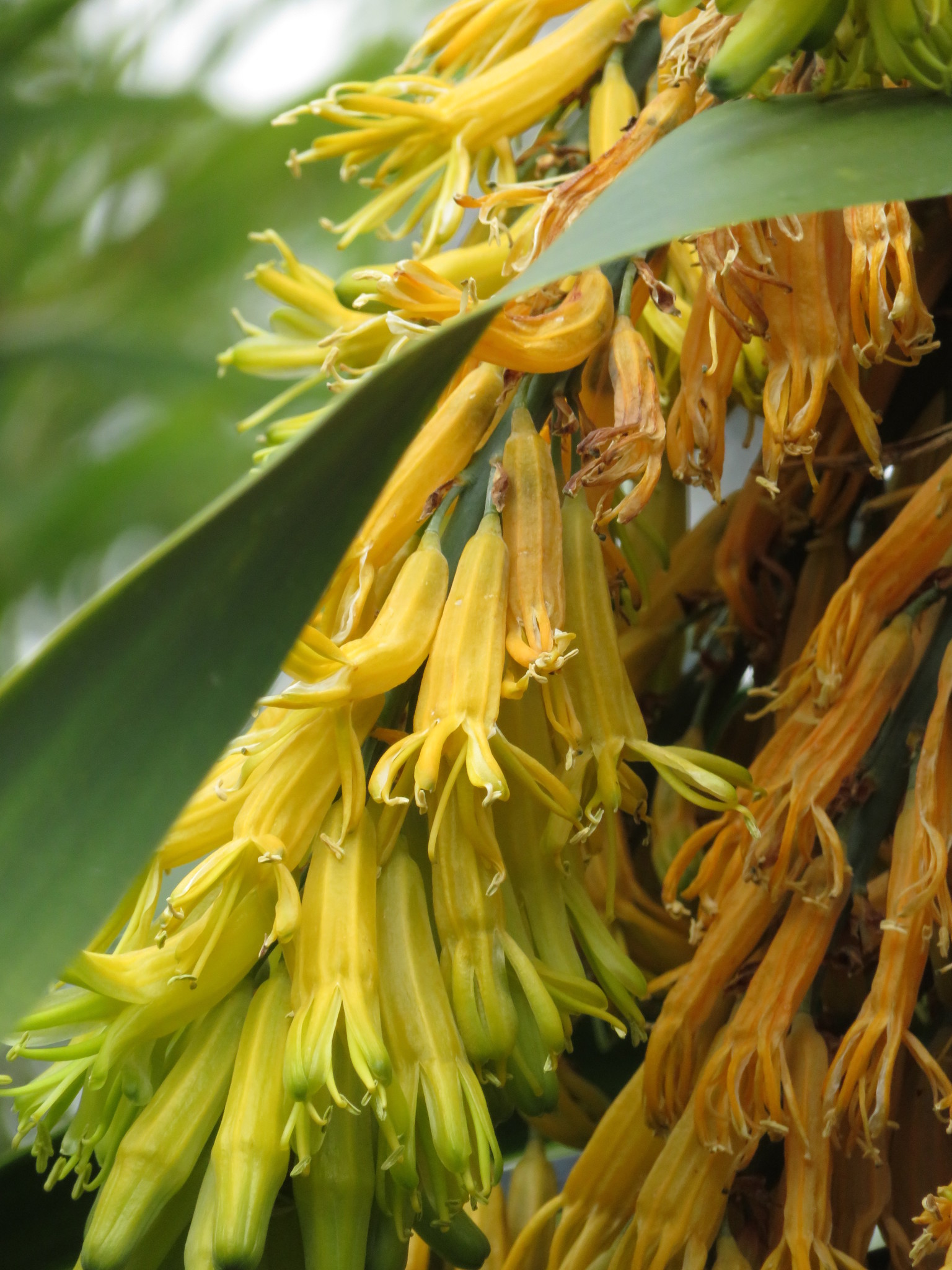 Dracaena auwahiensis