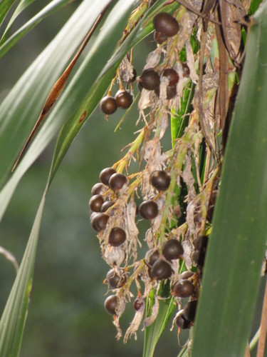 Dracaena auwahiensis