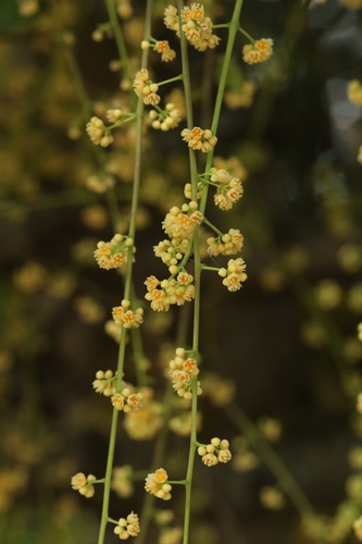 Glaucescent Diploclisia (Diploclisia glaucescens)