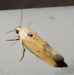 Ponometia tortricina