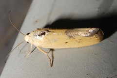 Ponometia tortricina