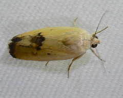 Ponometia tortricina