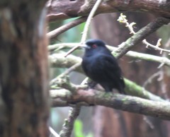 Knipolegus cyanirostris