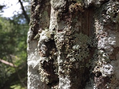 Menegazzia subsimilis