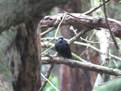 Knipolegus cyanirostris