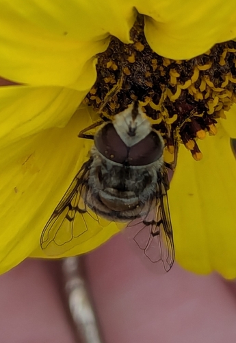 Yellow-spotted Bromeliad Fly photo 4