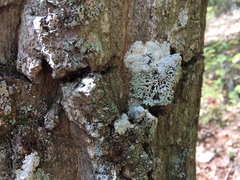 Menegazzia subsimilis