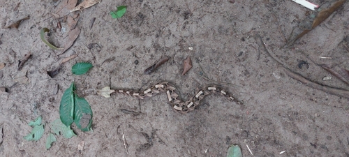 Western Gaboon Viper