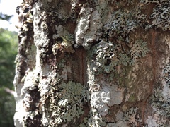 Menegazzia subsimilis