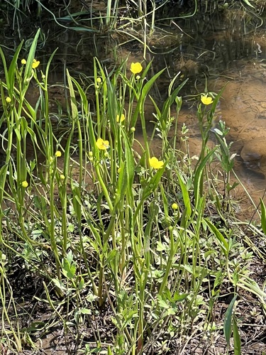 Image of Ranunculus alismifolius by (c) Judi Sanders, some rights reserved (CC BY)