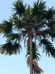 Saribus rotundifolius