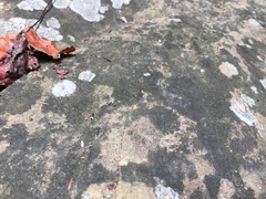 Halecania pepegospora