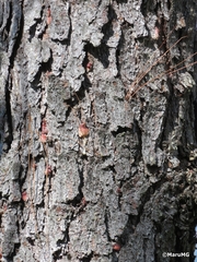 Dendroctonus
