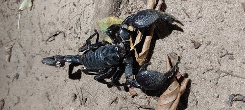 Common Emperor Scorpion
