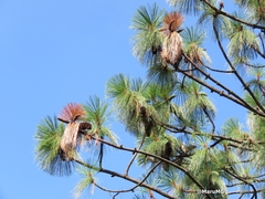 Dendroctonus