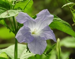 Ruellia intermedia