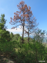 Dendroctonus