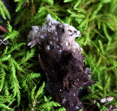 Peltigera elisabethae