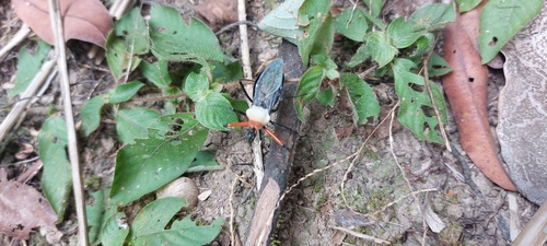 Rhynocoris nitidulus