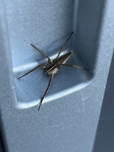 Listspinne