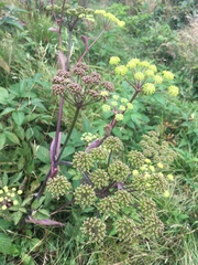 Angelica triquinata