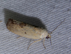 Ponometia tortricina