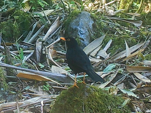 Glossy-black Thrush (Turdus serranus), photo 4