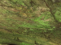 Flakea papillata